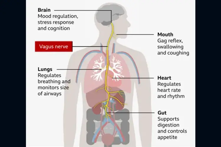 Illustration showing evidence strength for different vagus nerve stimulation approaches