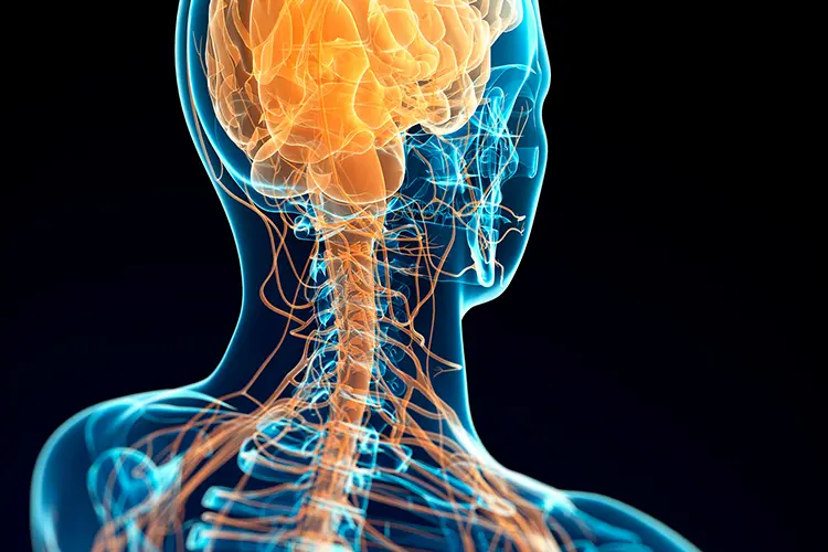 Diagram of the vagus nerve